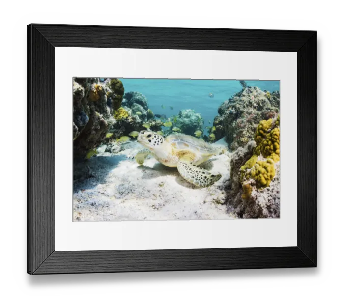 Framed Print : Green sea turtle (Chelonia mydas) resting in a coral reef. Eleuthera, Bahamas Framed Print : Green sea turtle (Chelonia mydas) resting in a coral reef. Eleuthera, Bahamas