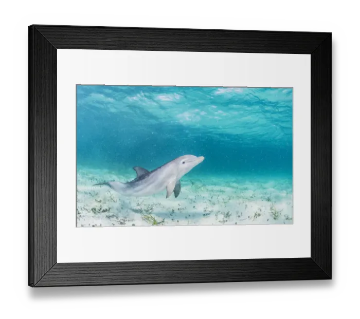 Framed Print : Bottlenose dolphin (Tursiops truncatus) underwater playing in the shallows off Eleuthera, Bahamas