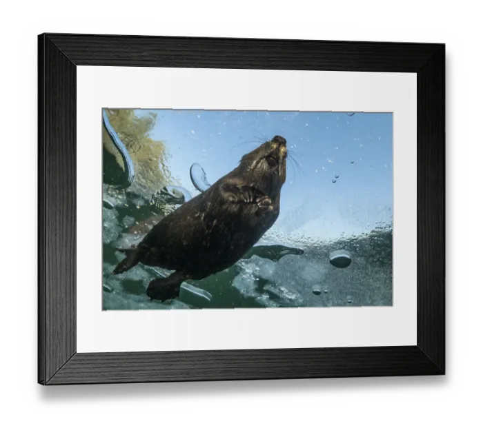 Framed Print : Underneath view of a North American beaver (Castor canadensis) swimming under Framed Print : Underneath view of a North American beaver (Castor canadensis) swimming under