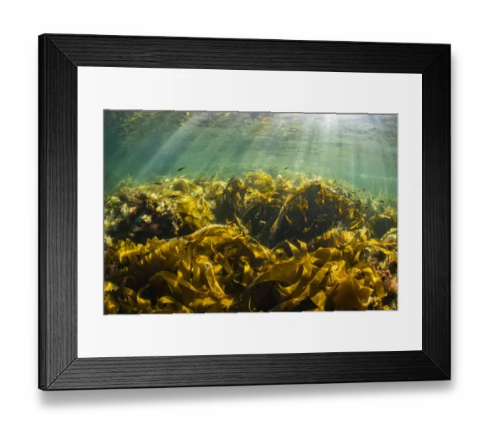 Framed Print : Juvenile Pollock (Pollachius virens) school within the protective fronds of kelp near Port Joli Framed Print : Juvenile Pollock (Pollachius virens) school within the protective fronds of kelp near Port Joli