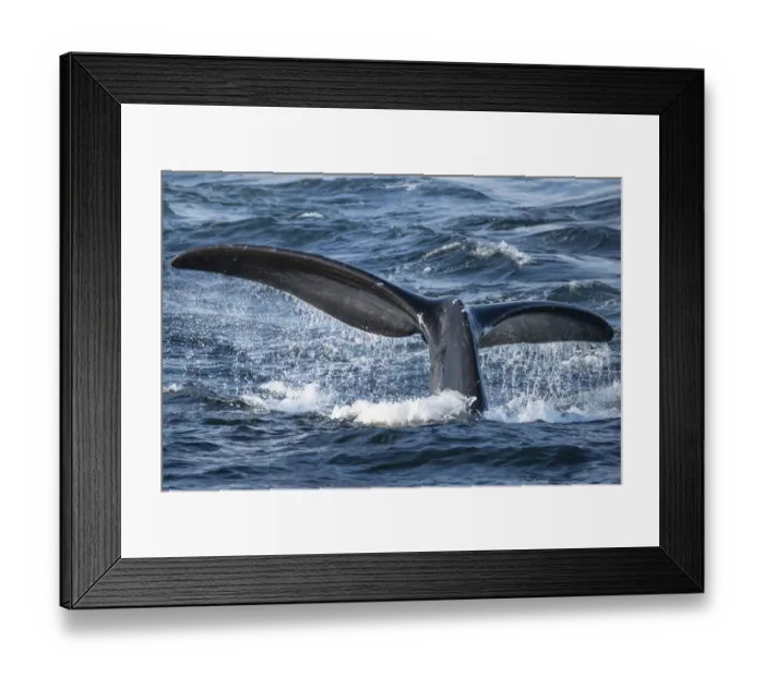Framed Print : North Atlantic right whale (Eubalaena glacialis) tail fluke, diving to feed in Framed Print : North Atlantic right whale (Eubalaena glacialis) tail fluke, diving to feed in