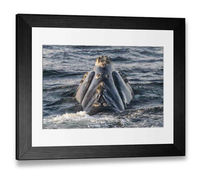 Framed Print : Head of a North Atlantic right whale (Eubalaena glacialis) showing callosities, pathches Framed Print : Head of a North Atlantic right whale (Eubalaena glacialis) showing callosities, pathches