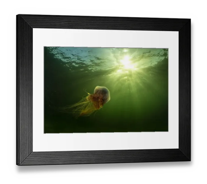 Framed Print : Lions mane jellyfish (Cyanea capillata) drifts in the current off Nova Scotia, Canada Framed Print : Lions mane jellyfish (Cyanea capillata) drifts in the current off Nova Scotia, Canada