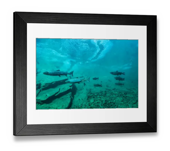 Framed Print : Atlantic salmon (Salmon salar) under river ice. Quebec, Canada. October Framed Print : Atlantic salmon (Salmon salar) under river ice. Quebec, Canada. October