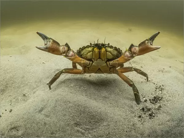European green crab (Carcinus maenas), an invasive species in North America, Kejimkujik