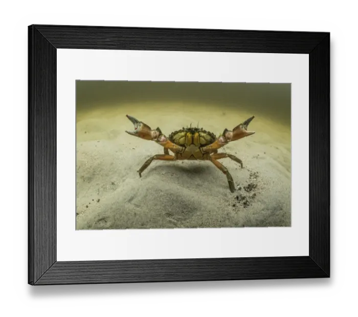 Framed Print : European green crab (Carcinus maenas), an invasive species in North America, Kejimkujik
