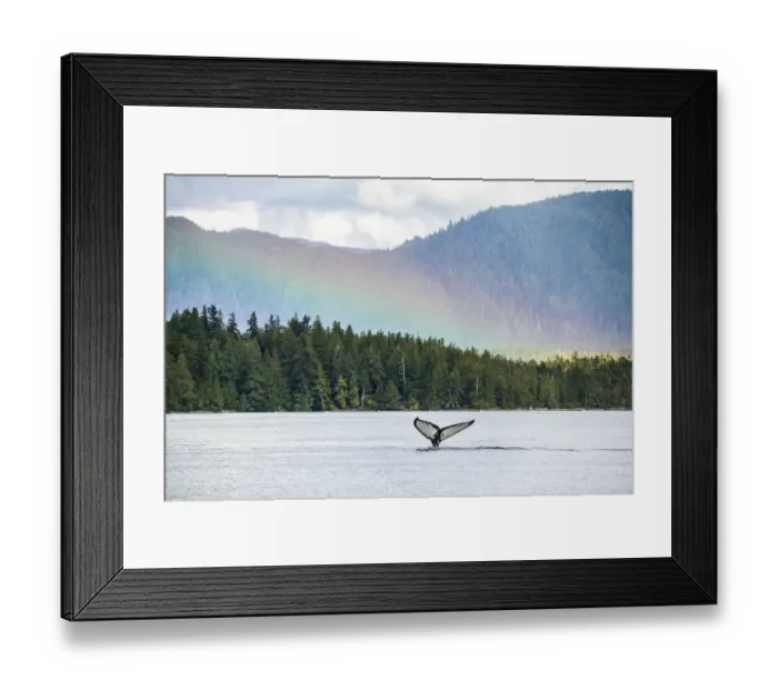 Framed Print : Humpback whale (Megaptera novaeangliae) and rainbow over the Great Bear Rainforest Framed Print : Humpback whale (Megaptera novaeangliae) and rainbow over the Great Bear Rainforest