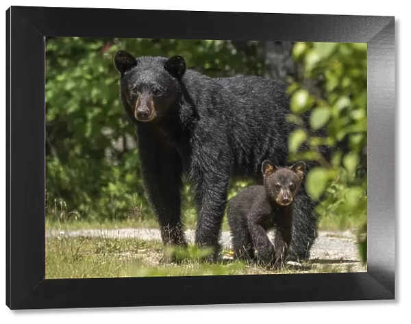 A female American black bear (Ursus americanus) and her young cub, Nova Scotia, Canada