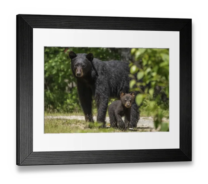 Framed Print : A female American black bear (Ursus americanus) and her young cub, Nova Scotia, Canada Framed Print : A female American black bear (Ursus americanus) and her young cub, Nova Scotia, Canada