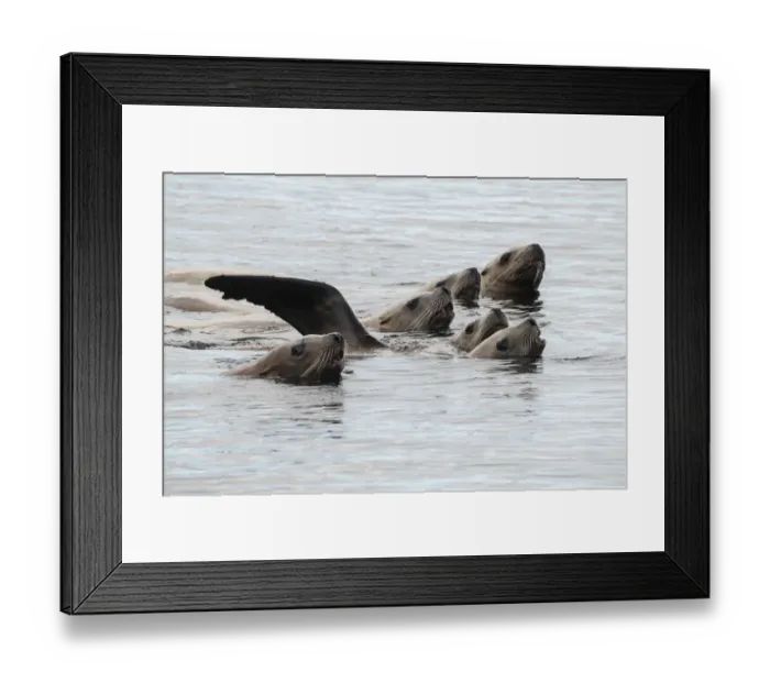 Framed Print : Stellers sea lions (Eumetopias jubatus) off the coast of the Great Bear Rainforest