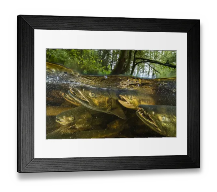 Framed Print : Chum salmon (Oncorhynchus keta) migrate up a small river near Bella Bella, British Columbia Framed Print : Chum salmon (Oncorhynchus keta) migrate up a small river near Bella Bella, British Columbia