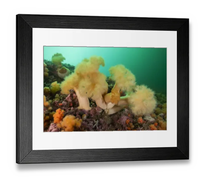 Framed Print : A group of frilled anemones (Metridium senile) off Bonaventure Island in the Gulf
