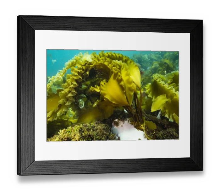 Framed Print : Sugar kelp (Sacchinaria latissima) off Nova Scotia, Canada. September Framed Print : Sugar kelp (Sacchinaria latissima) off Nova Scotia, Canada. September
