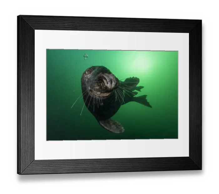 Framed Print : Grey seal (Halichoerus grypus) opening mouth close up off Bonaventure Island, Gulf Framed Print : Grey seal (Halichoerus grypus) opening mouth close up off Bonaventure Island, Gulf