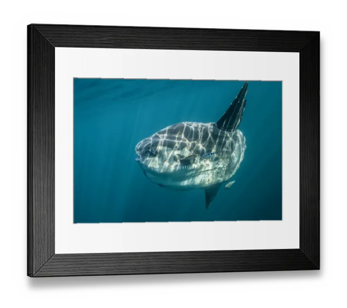 Framed Print : Ocean sunfish (Mola mola) off Halifax, Nova Scotia, Canada. July Framed Print : Ocean sunfish (Mola mola) off Halifax, Nova Scotia, Canada. July