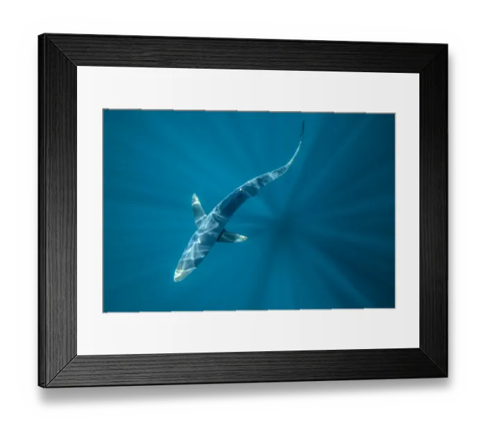 Framed Print : Overhead view of a blue shark (Prionace glauca) off Halifax, Nova Scotia, Canada. July Framed Print : Overhead view of a blue shark (Prionace glauca) off Halifax, Nova Scotia, Canada. July
