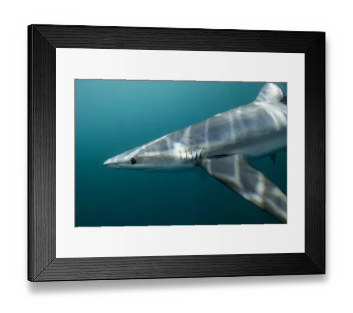 Framed Print : Blue shark (Prionace glauca) off Halifax, Nova Scotia, Canada. July Framed Print : Blue shark (Prionace glauca) off Halifax, Nova Scotia, Canada. July