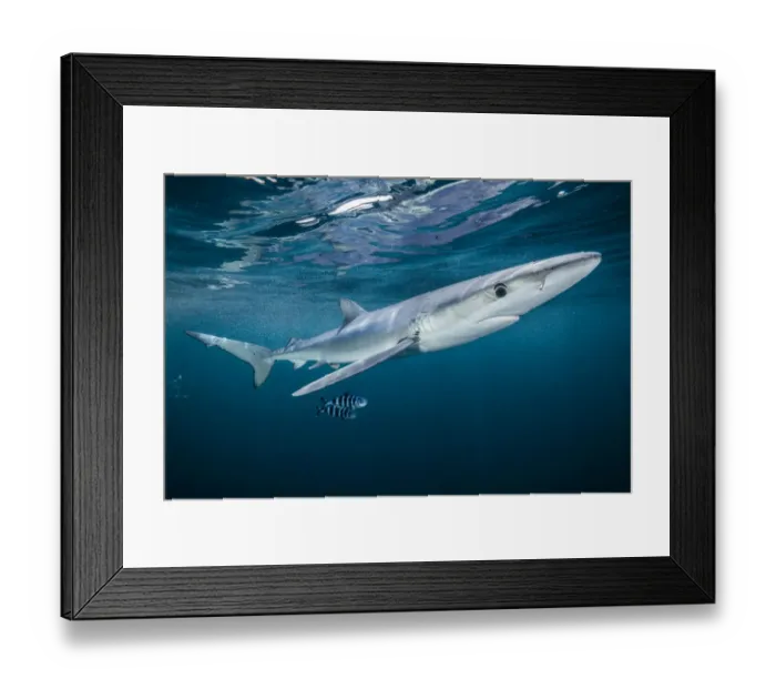 Framed Print : Blue shark (Prionace glauca) with a pair of pilot fish (Naucrates ductor) off Halifax Framed Print : Blue shark (Prionace glauca) with a pair of pilot fish (Naucrates ductor) off Halifax