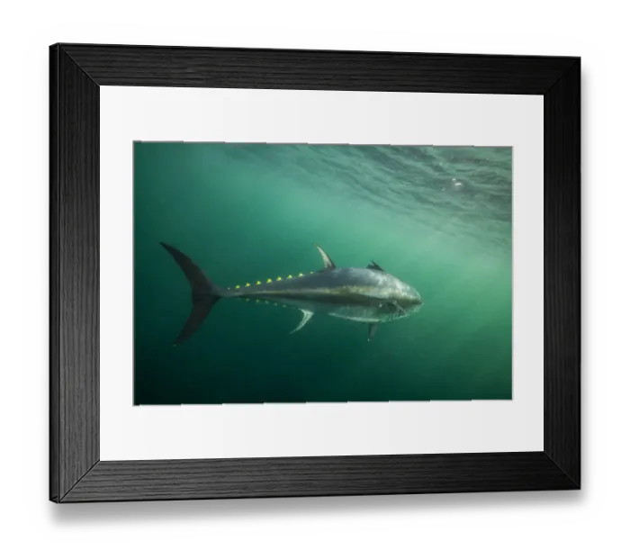 Framed Print : Atlantic bluefin tuna (Thunnus thynnus) off Antigonish, Nova Scotia, Canada. October
