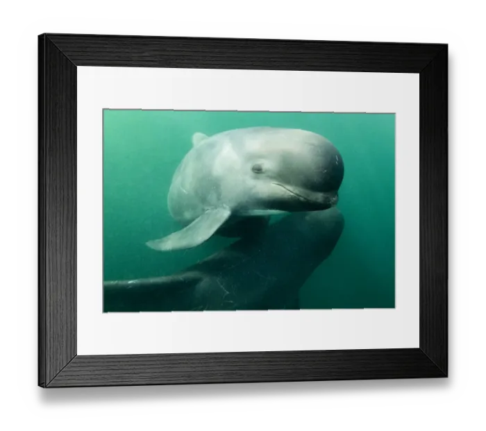 Framed Print : Long-finned pilot whale (Globicephala melas) off Nova Scotia, Canada. October Framed Print : Long-finned pilot whale (Globicephala melas) off Nova Scotia, Canada. October