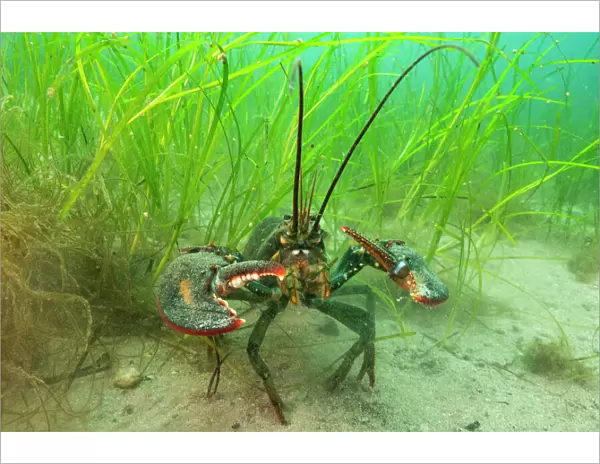 American lobster (Homarus americana) in eelgrass (Zostera marina). Nova Scotia, Canada