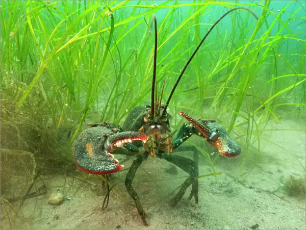 American lobster (Homarus americana) in eelgrass (Zostera marina). Nova Scotia, Canada