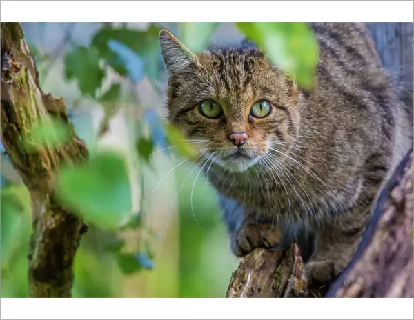 Scottish wildcat (Felis silvestris grampia) captive, endemic to Scotland. September