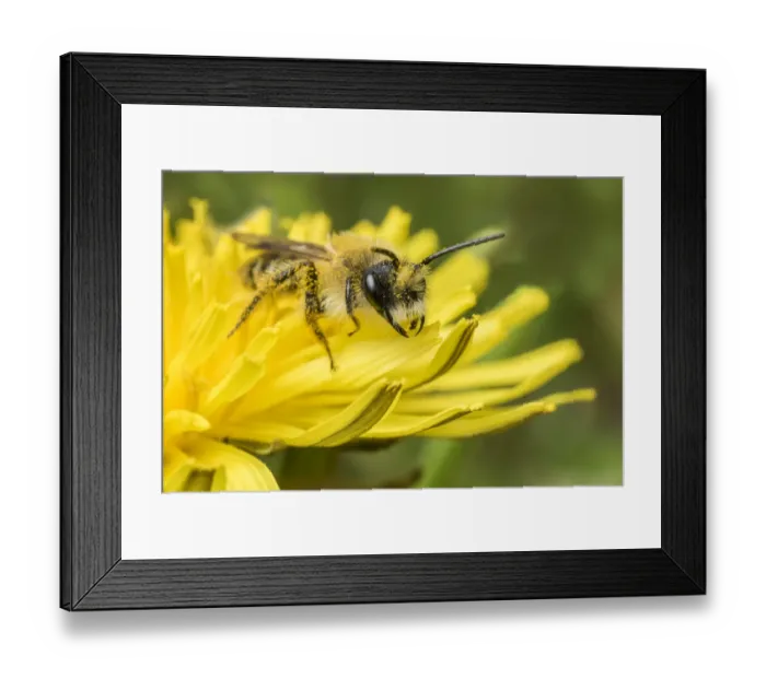 Framed Print : Grey-patched Mining Bee (Andrena nitida) feeding on Dandelion (Taraxacum offinicale) Monmouthshire Framed Print : Grey-patched Mining Bee (Andrena nitida) feeding on Dandelion (Taraxacum offinicale) Monmouthshire