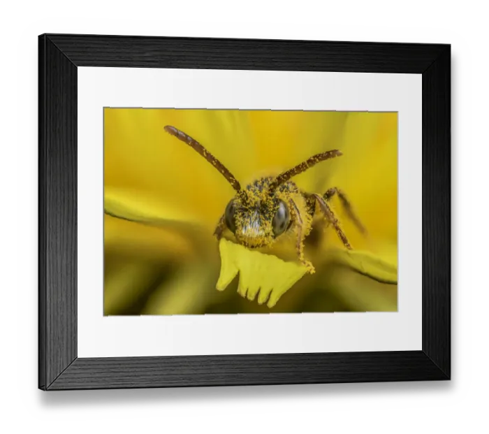 Framed Print : Little nomad bee (Nomada favoguttata) covered in Dandelion pollen (Taraxacum offinicale) Framed Print : Little nomad bee (Nomada favoguttata) covered in Dandelion pollen (Taraxacum offinicale)