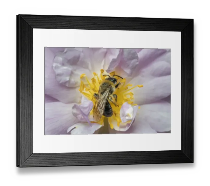 Framed Print : Grey patched mining bee (Andrena nitida), male feeding rambling rose flower (Rosa sp) Monmouthshire Framed Print : Grey patched mining bee (Andrena nitida), male feeding rambling rose flower (Rosa sp) Monmouthshire