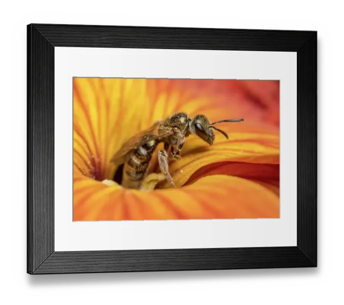 Framed Print : Smeathman's furrow bee (Lasioglossum smeathmanellum) feeding on Wallflower (Erysimum sp.) Monmouthshire, Wales, UK. April