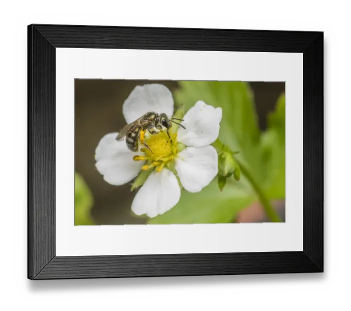 Framed Print : Smeathmans furrow bee (Lasioglossum smeathmanellum), feeding on wild alpine strawberry Framed Print : Smeathmans furrow bee (Lasioglossum smeathmanellum), feeding on wild alpine strawberry