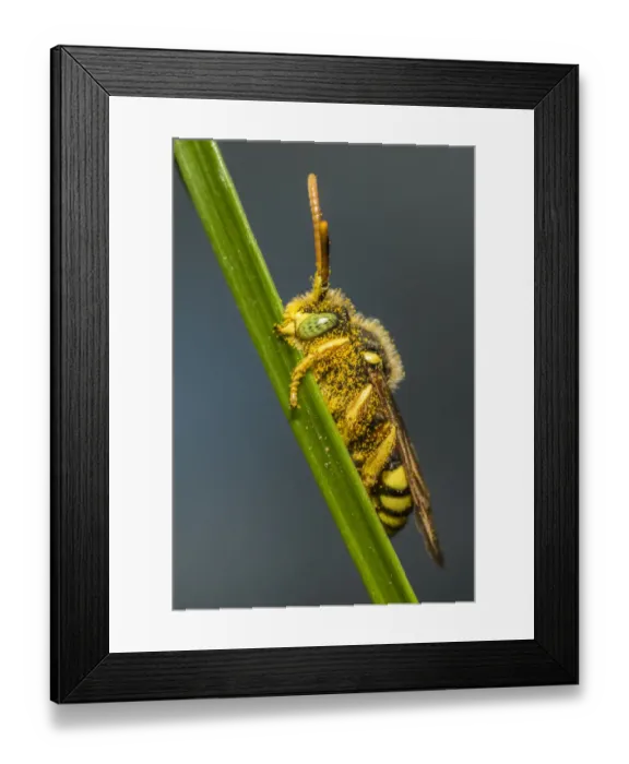 Framed Print : Painted nomad bee (Nomada fucata) male bee with characteristic green eyes, sleeping Framed Print : Painted nomad bee (Nomada fucata) male bee with characteristic green eyes, sleeping