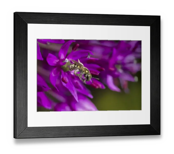 Framed Print : Smeathmans furrow bee (Lasioglossum smeathmanellum) feeding on Allium flower. Monmouthshire Framed Print : Smeathmans furrow bee (Lasioglossum smeathmanellum) feeding on Allium flower. Monmouthshire