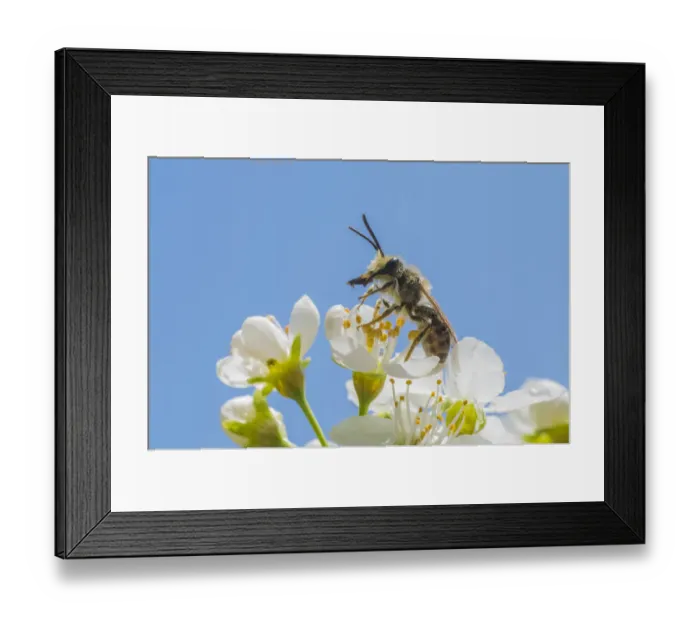 Framed Print : Mining bee (Andrena sp. ), harvesting pollen from anthers of Cherry tree (Prunus sp Framed Print : Mining bee (Andrena sp. ), harvesting pollen from anthers of Cherry tree (Prunus sp