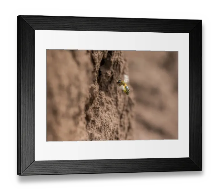 Framed Print : Yellow legged mining bee (Andrena flavipes) female at nest burrow, River Monnow, Monmouthshire Framed Print : Yellow legged mining bee (Andrena flavipes) female at nest burrow, River Monnow, Monmouthshire