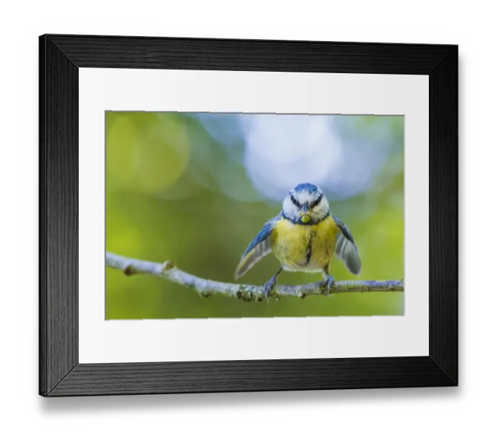 Framed Print : Blue tit (Cyanistes caeruleus) bringing Crab spider (Misumena vatia) prey to nest Framed Print : Blue tit (Cyanistes caeruleus) bringing Crab spider (Misumena vatia) prey to nest