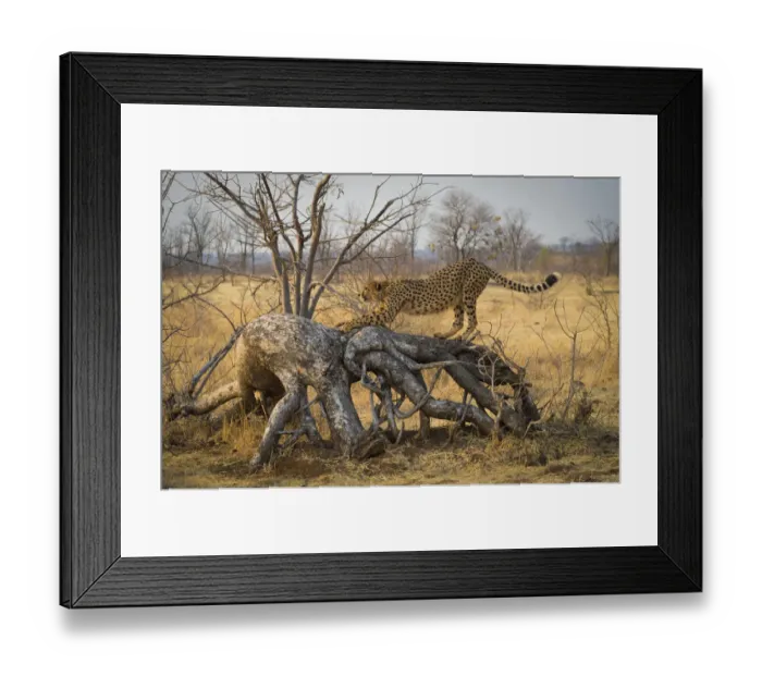 Framed Print : Cheetah (Acinonyx jubatus) stretches on a downed tree. Zimbabwe. September Framed Print : Cheetah (Acinonyx jubatus) stretches on a downed tree. Zimbabwe. September