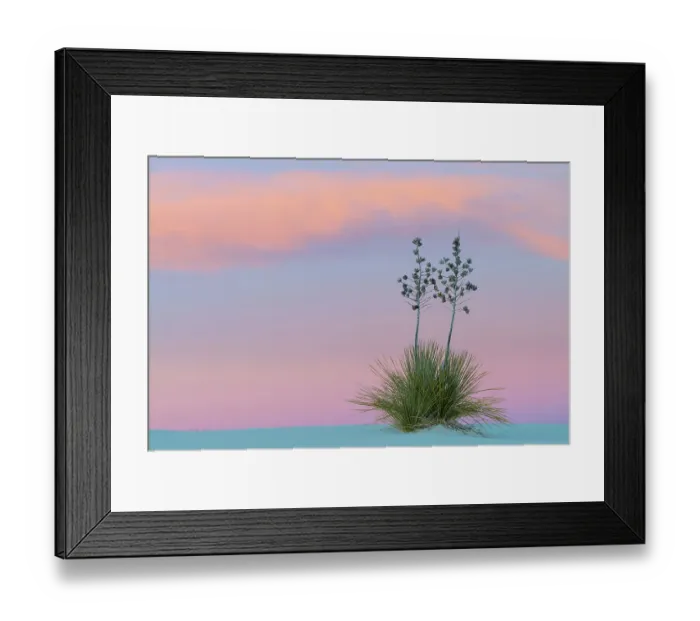 Framed Print : Soaptree yucca (Yucca elata) at sunset. White Sands National Monument, New Mexico, USA. January Framed Print : Soaptree yucca (Yucca elata) at sunset. White Sands National Monument, New Mexico, USA. January