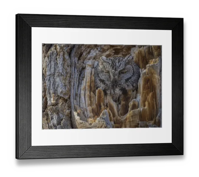Framed Print : Western screech owl (Megascops kennicottii) is camouflaged as it looks from a tree cavity