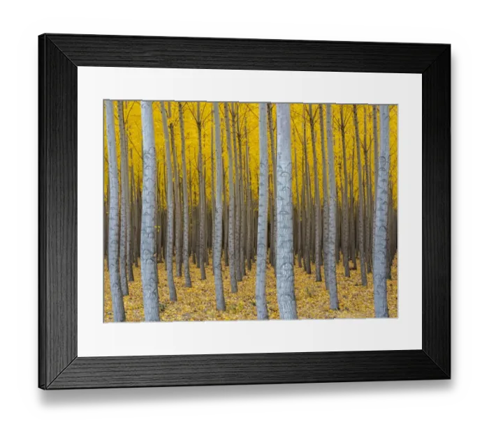 Framed Print : Hybrid Poplar tree plantation in autumn (Populs sp. ). Boardman Tree Farm, near Irrigon Framed Print : Hybrid Poplar tree plantation in autumn (Populs sp. ). Boardman Tree Farm, near Irrigon