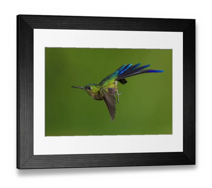 Framed Print : Violet-tailed sylph hummingbird (Aglaiocercus coelestis) in flight, about to land