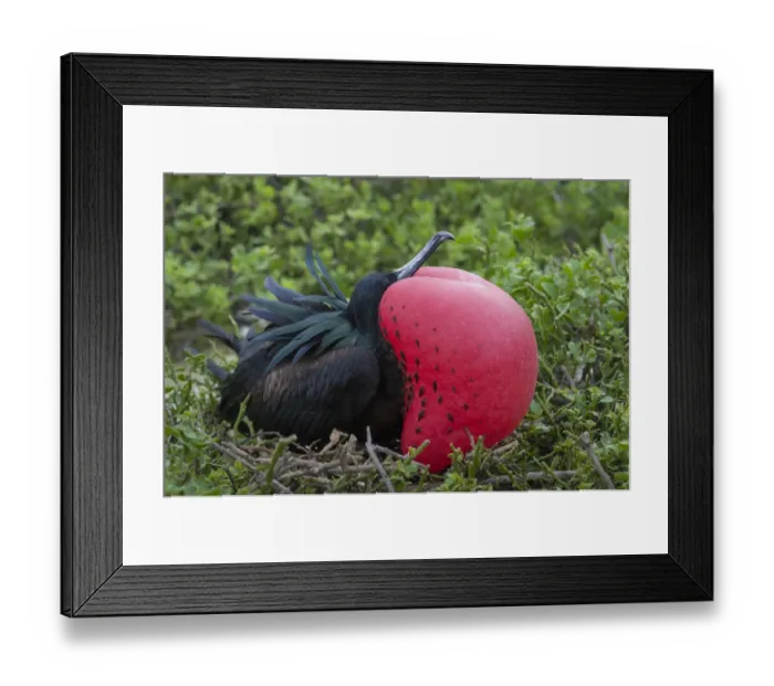 Framed Print : Great frigatebird (Phaethon aethereus) male at nest site, with gular sac inflated Framed Print : Great frigatebird (Phaethon aethereus) male at nest site, with gular sac inflated
