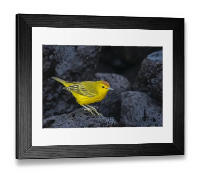Framed Print : Yellow warbler (Setophaga petechia aureola) on lava rocks. Isabela Island, Galapagos Framed Print : Yellow warbler (Setophaga petechia aureola) on lava rocks. Isabela Island, Galapagos