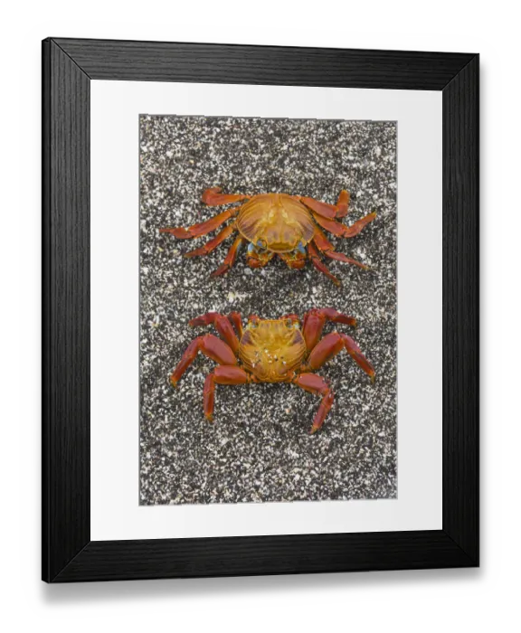 Framed Print : Sally lightfoot crabs (Grapsus grapsus) on the beach at Puerto Egas, Santiago Island Framed Print : Sally lightfoot crabs (Grapsus grapsus) on the beach at Puerto Egas, Santiago Island