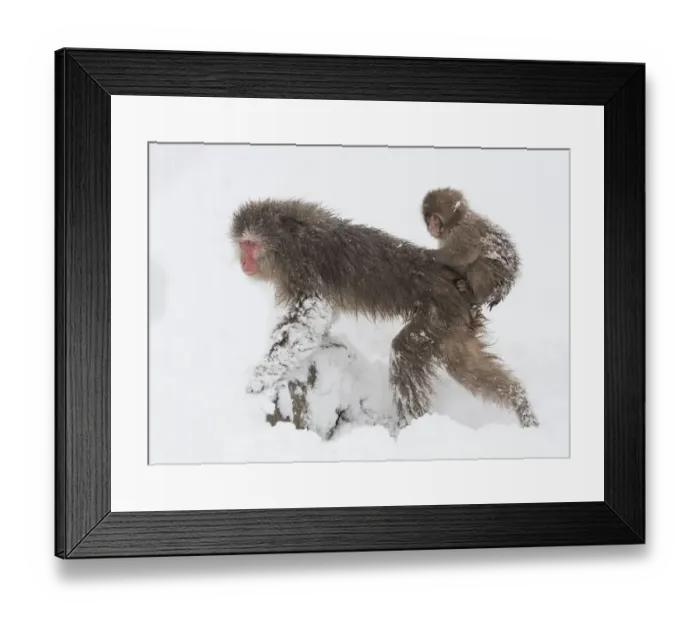 Framed Print : Snow monkey or Japanese macaque (Macaca fuscata) female with baby clinging to her back