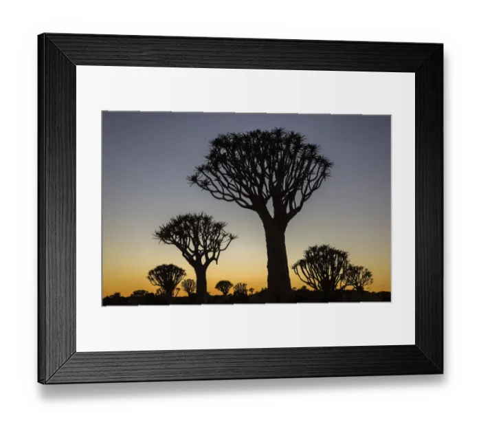 Framed Print : Quiver trees (Aloidendron dichotomum) silhouetted against dawn sky, Namibia, May Framed Print : Quiver trees (Aloidendron dichotomum) silhouetted against dawn sky, Namibia, May