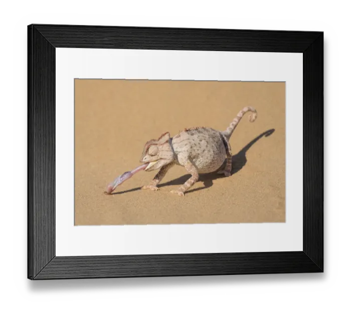 Framed Print : Namaqua chameleon (Chamaeleo namaquensis) catching larvae with its extended tongue Framed Print : Namaqua chameleon (Chamaeleo namaquensis) catching larvae with its extended tongue