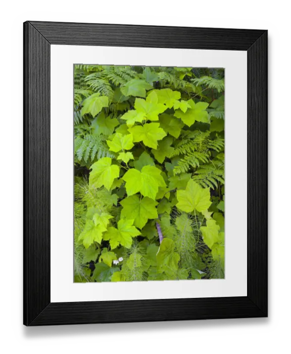 Framed Print : Large leaves on Pacific blackberry (Rubus ursinus) above bracken fern and horsetail Framed Print : Large leaves on Pacific blackberry (Rubus ursinus) above bracken fern and horsetail
