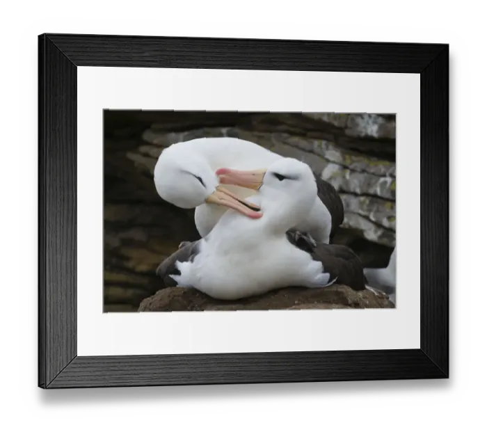 Framed Print : Black-browed albatross pair (Thalassarche melanophris) mutual grooming during copulation Framed Print : Black-browed albatross pair (Thalassarche melanophris) mutual grooming during copulation